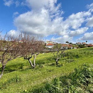 IMG_0906